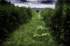 Gail Albert, Thorn Preserve 2, archival digital print on fine art paper, 12.6” x 19” (unframed), $300; 18” x 24” (framed), $425