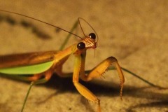 Ruth J. Hirsch, Not Only Humans Pray: Praying Mantis, Un-manipulated photograph, 8” x 10” (framed, 12” x 15”) $118